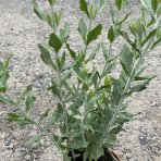 Perovskia (Perovskia atriplicifolia) ´BLUE SPIRE´ - kont. C1L